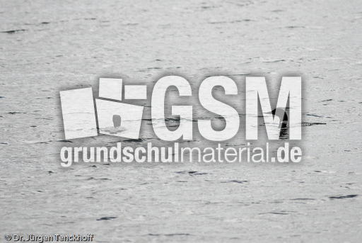 Eistaucher (12 von 26).jpg